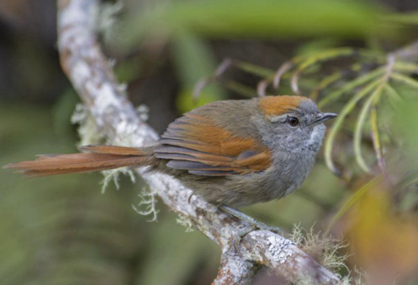 Día Mundial del Hábitat: rutas de senderismo y turismo de naturaleza en Cundinamarca